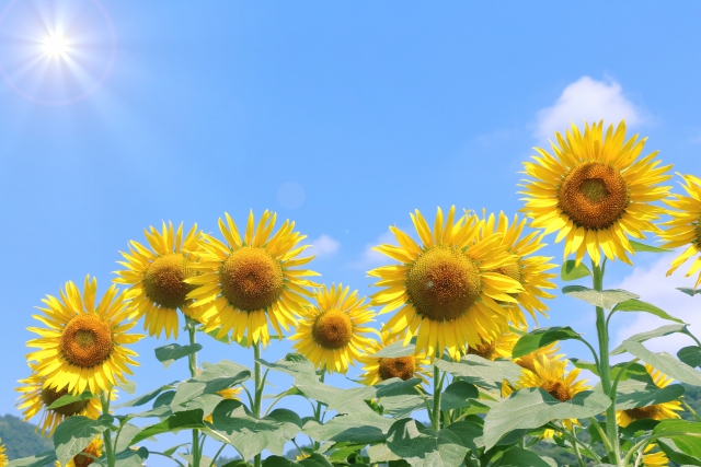 夏季休業日のお知らせ